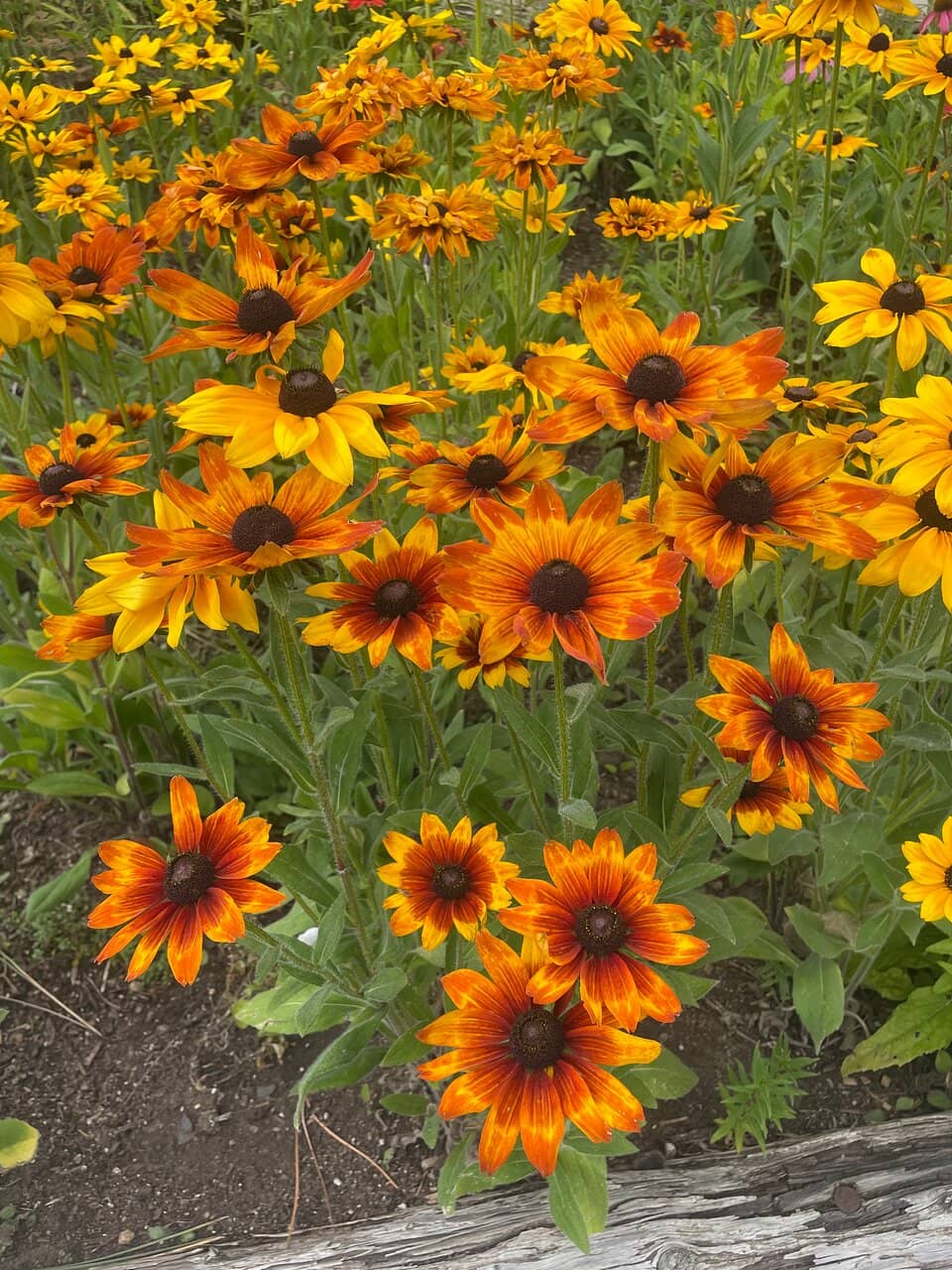 Children's Garden