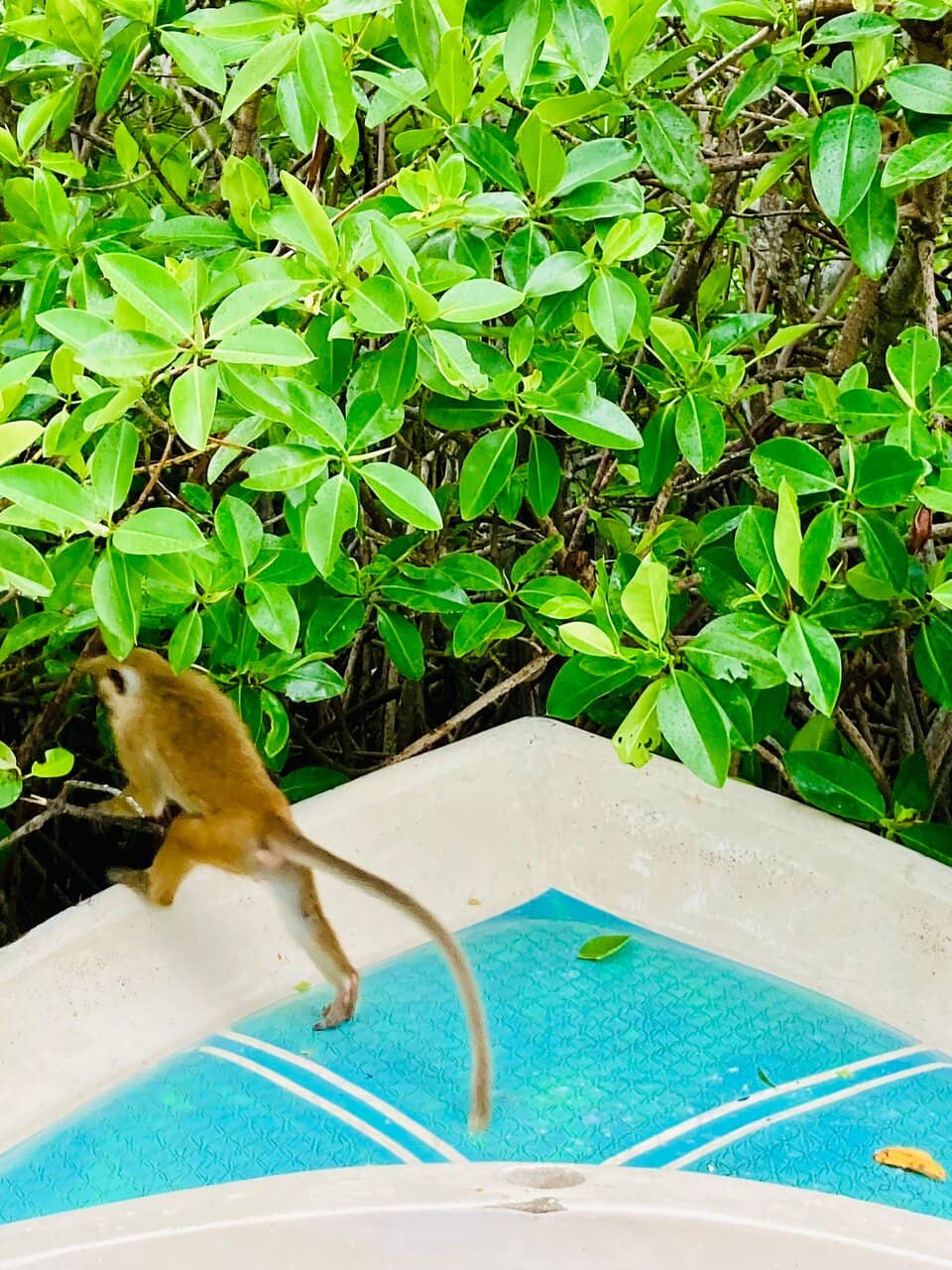Dutch Canal Boat Tour