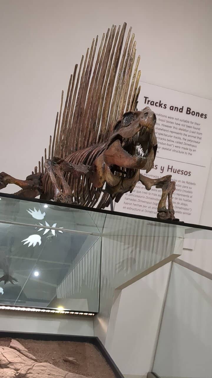 Permian Period Trackway