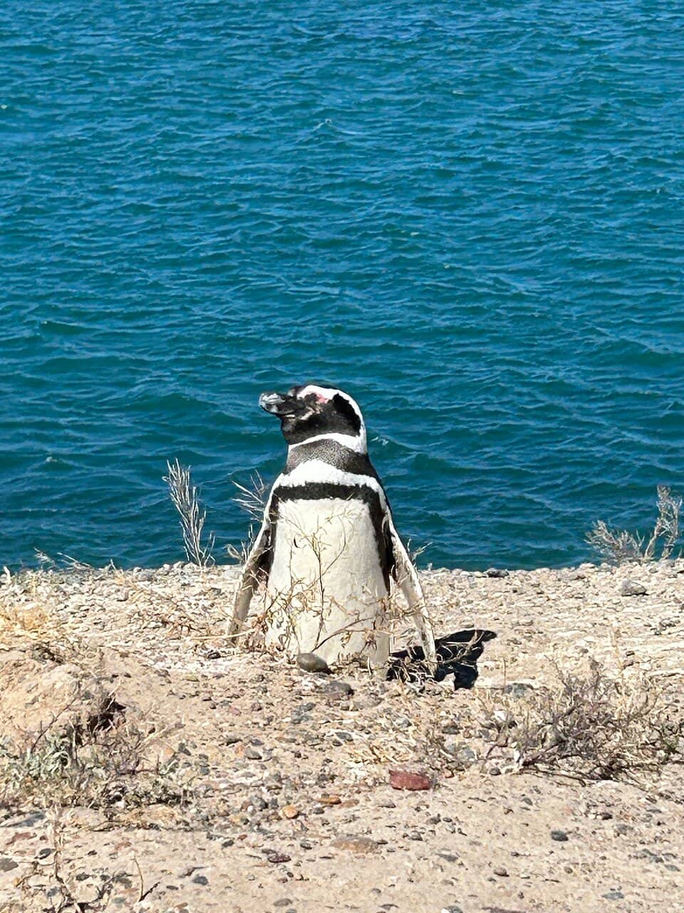Elephant Seals & Sea Lions