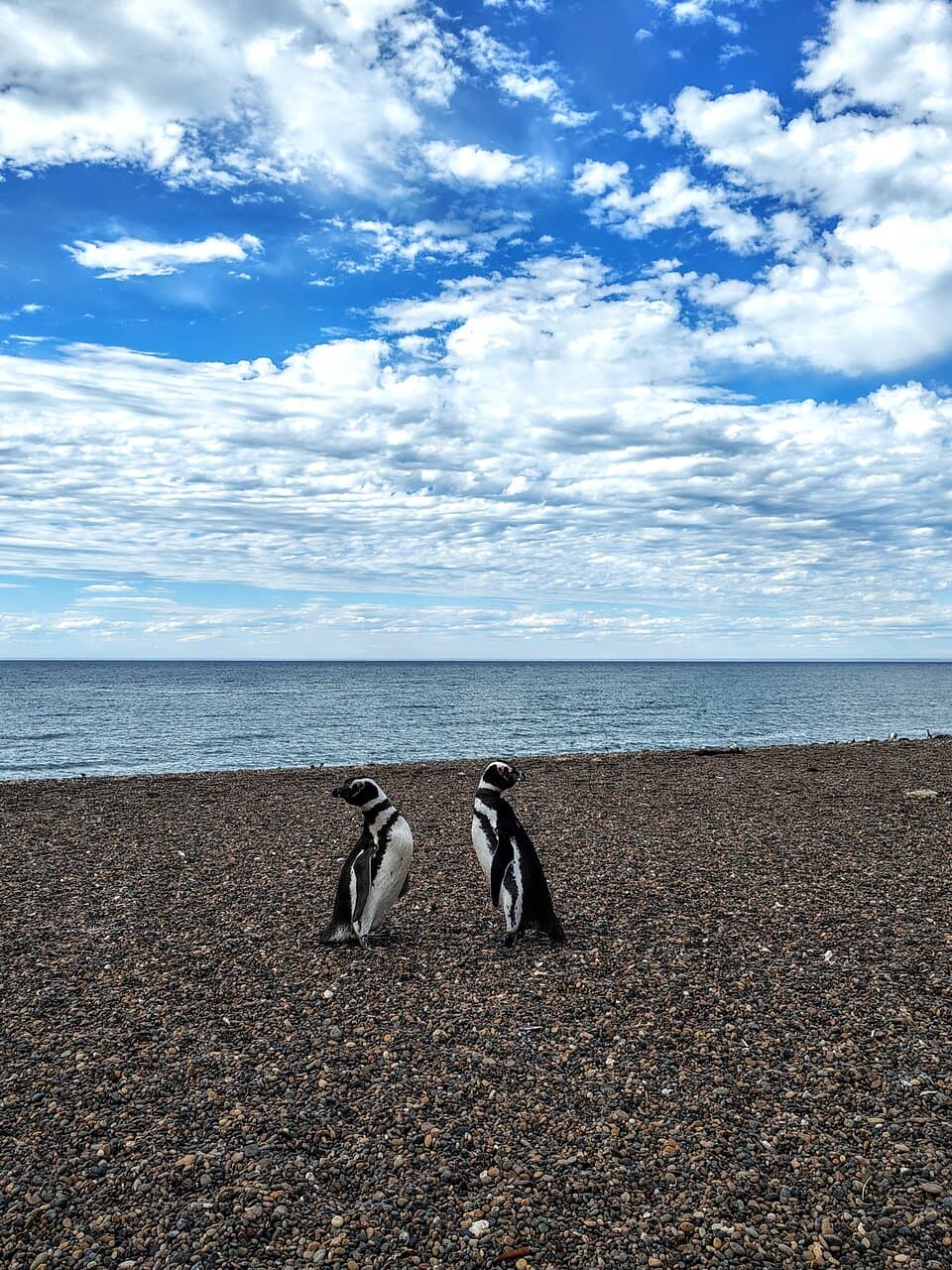 Estancia San Lorenzo Penguin Colony