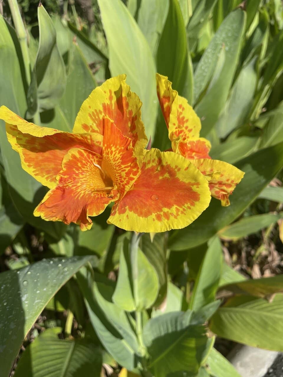 Surrounding Rot Fai Park