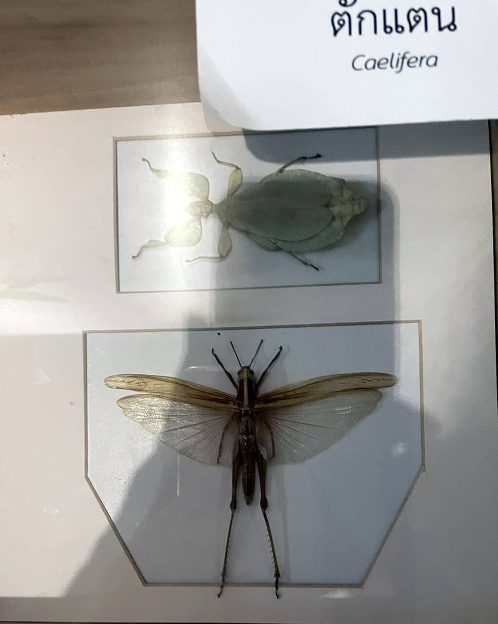 Educational Displays