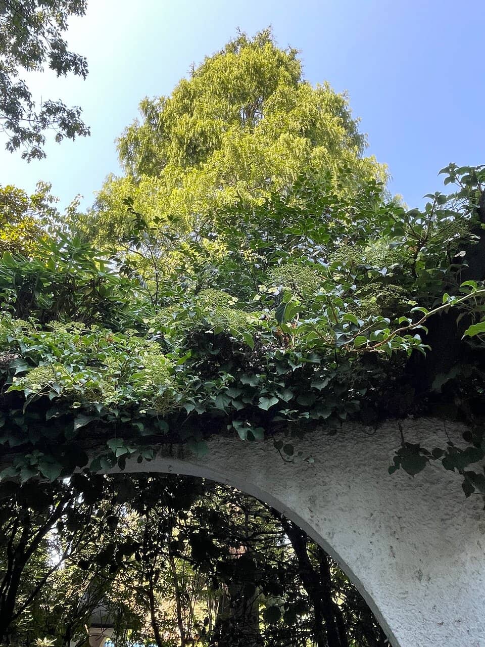 Japanese Garden