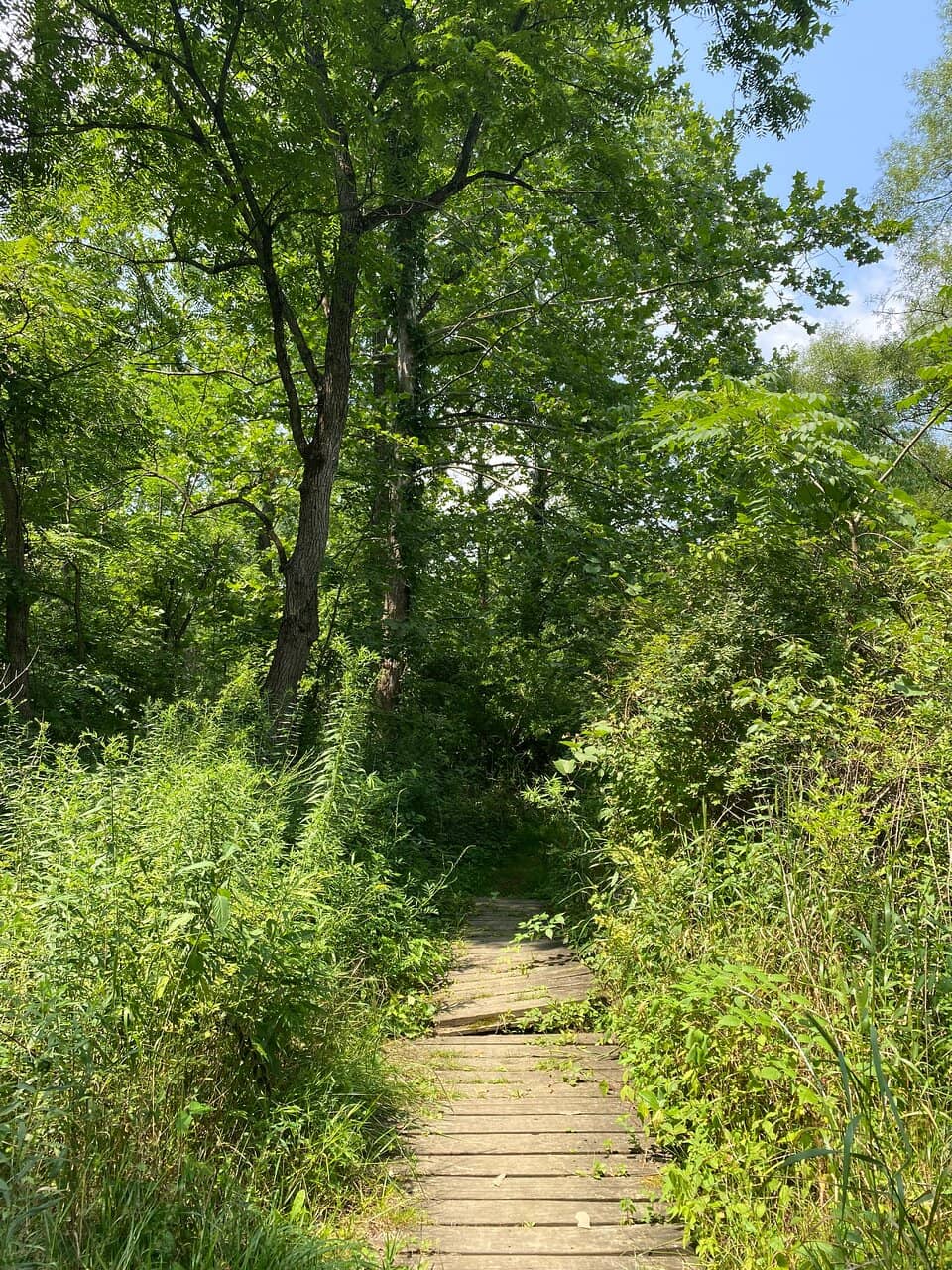 Butterfly Habitat