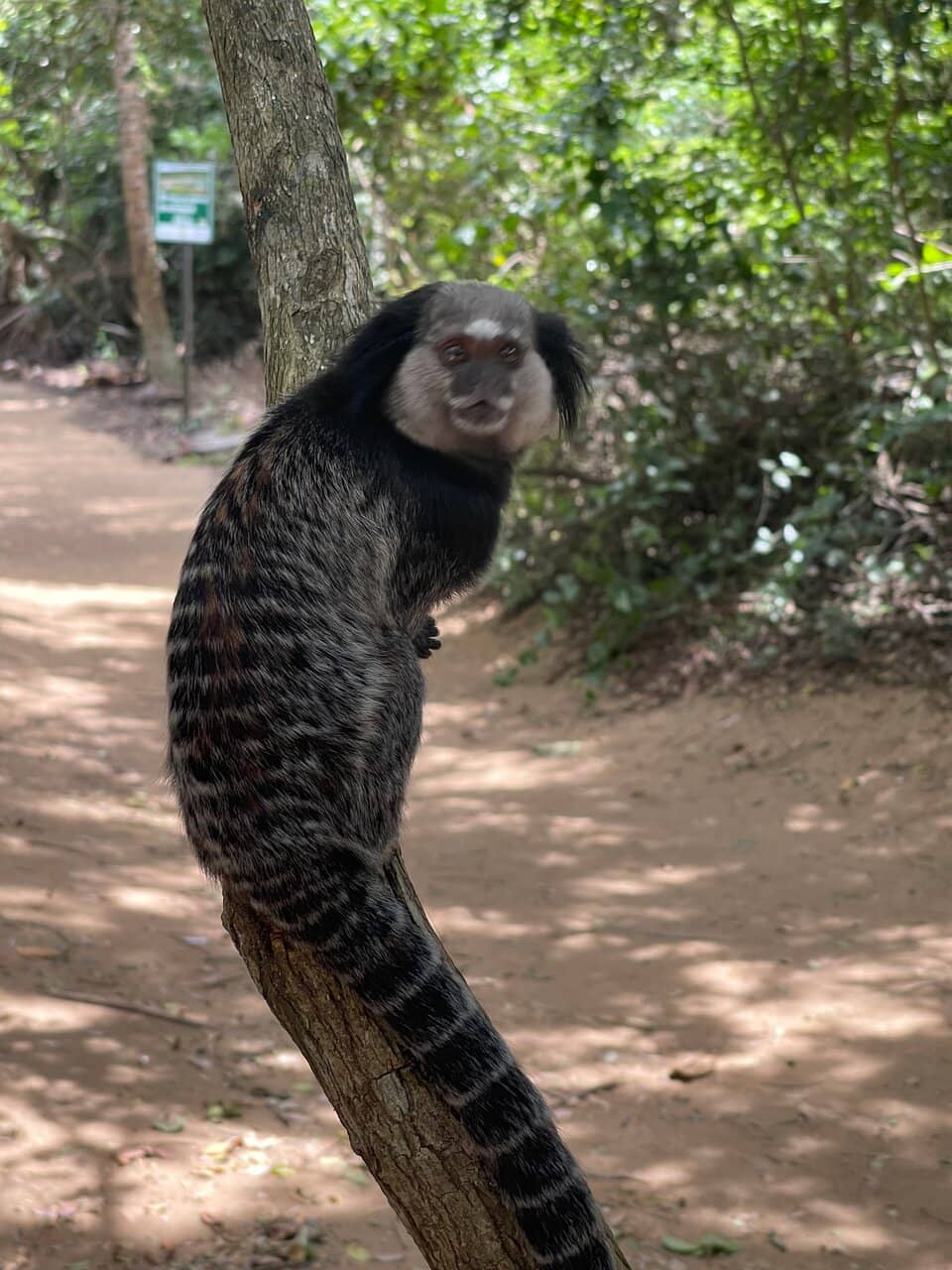 Wildlife Spotting