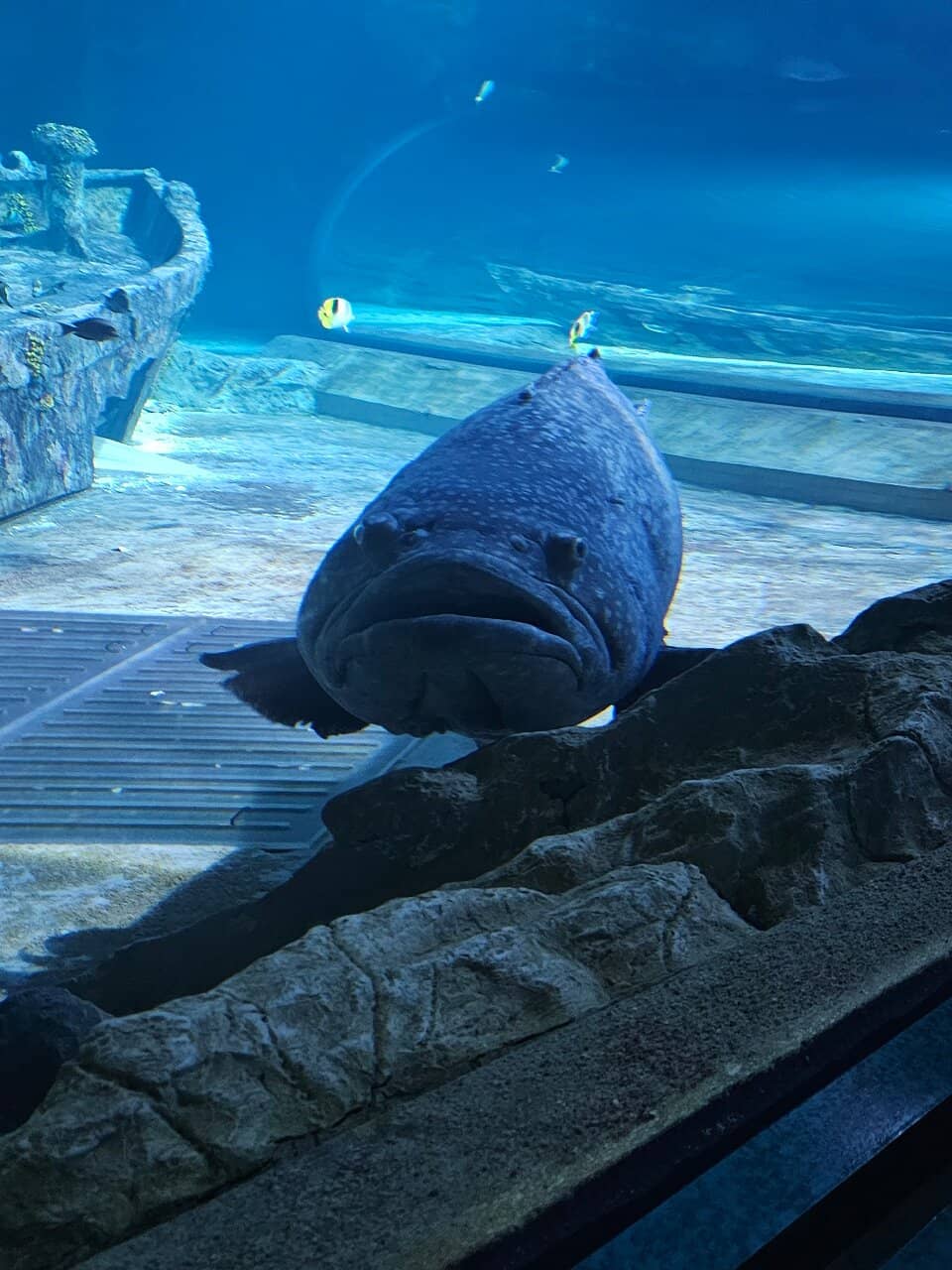 Diverse Aquatic Life