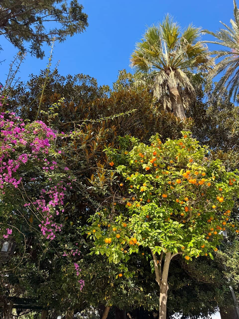 Centennial Ficus Trees