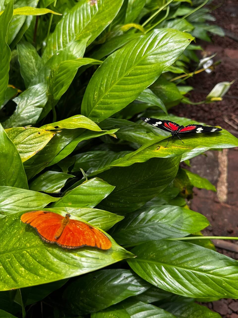 Exotic Encounters