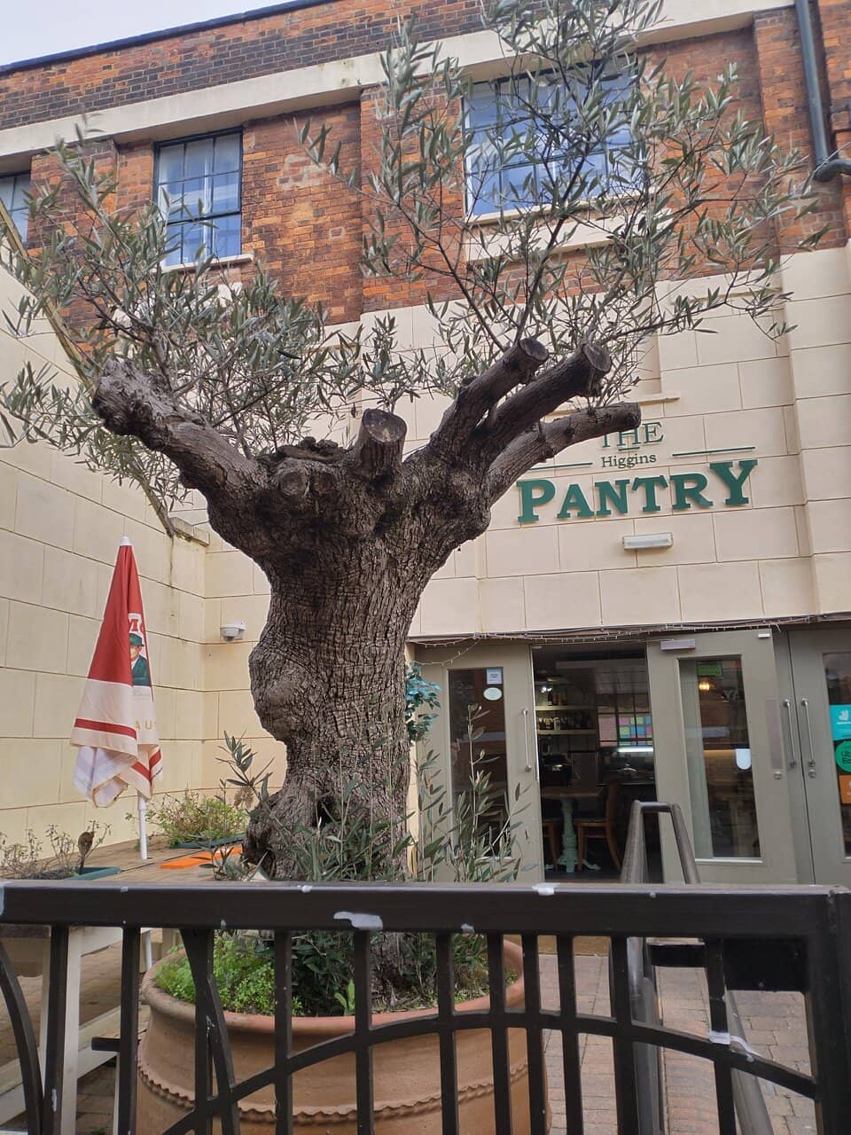 Bedford's Social and Natural History