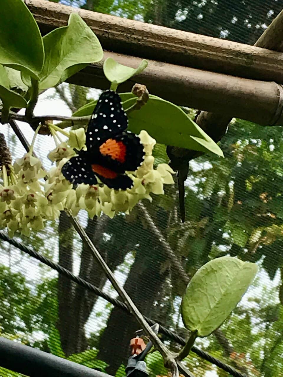 Blue Monarch Magic
