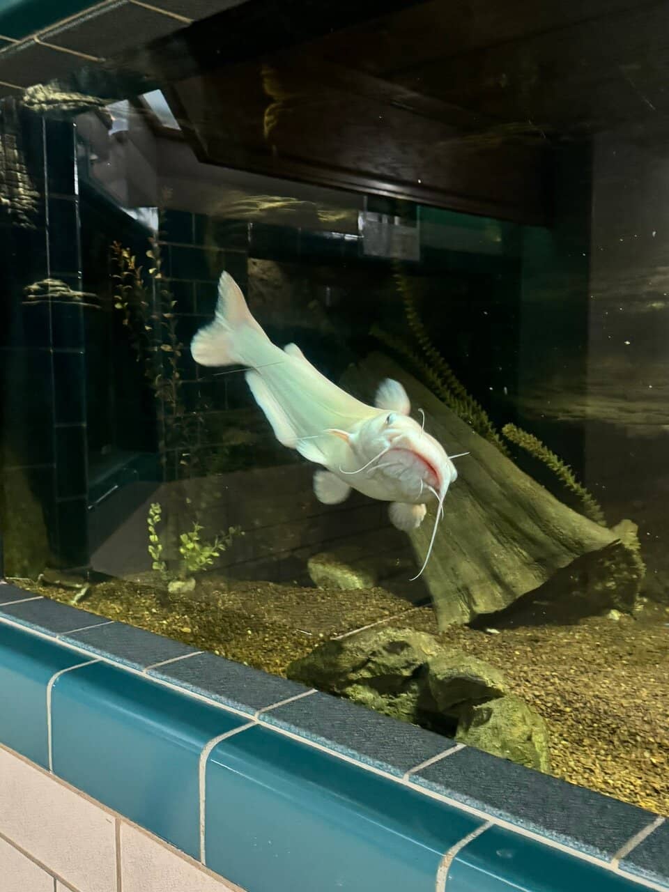 Diverse Fish Species