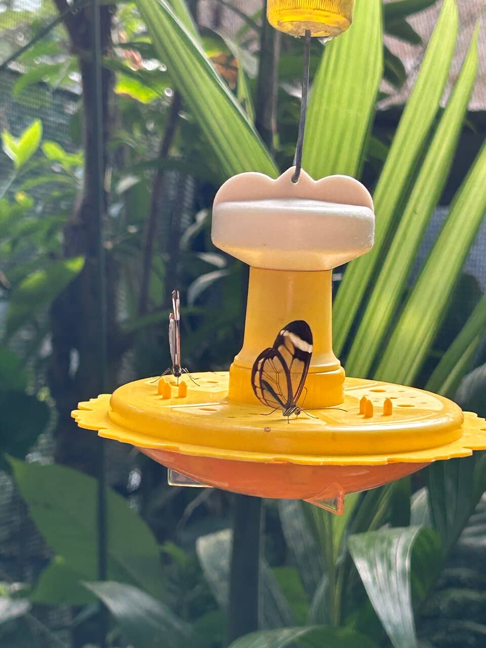 Rainforest Trails & Frog Habitat