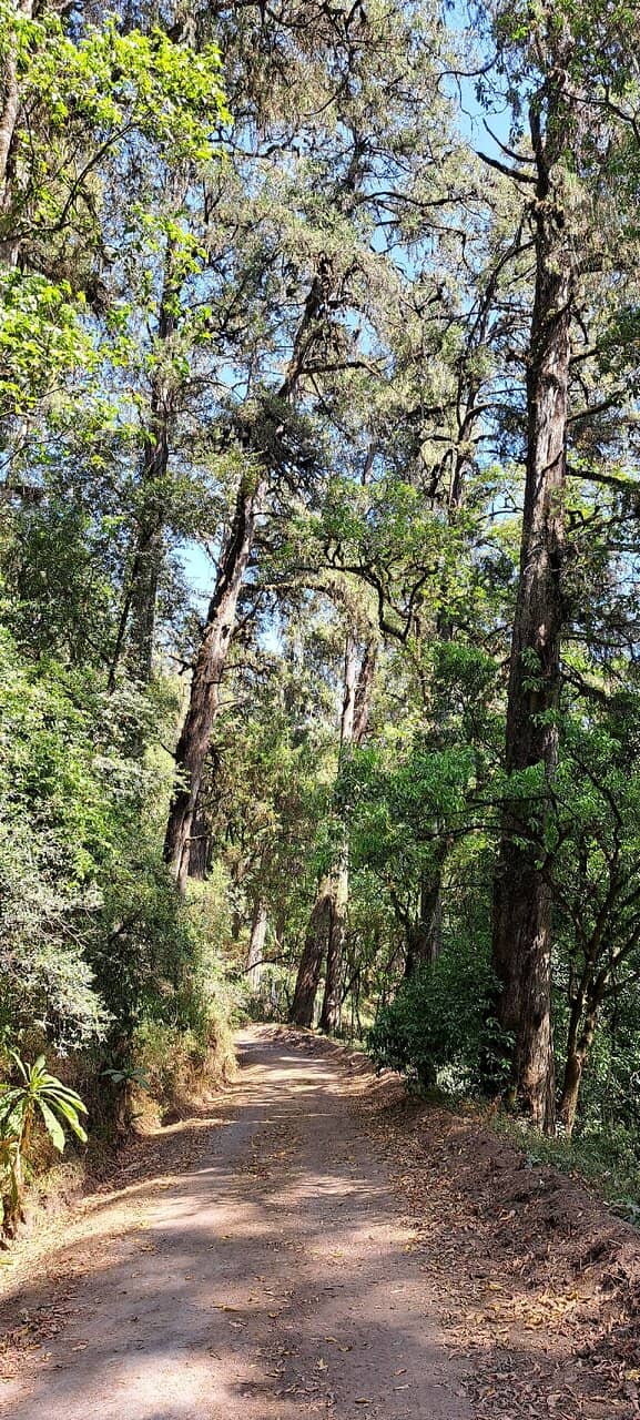 Ancient Trees and Diverse Flora