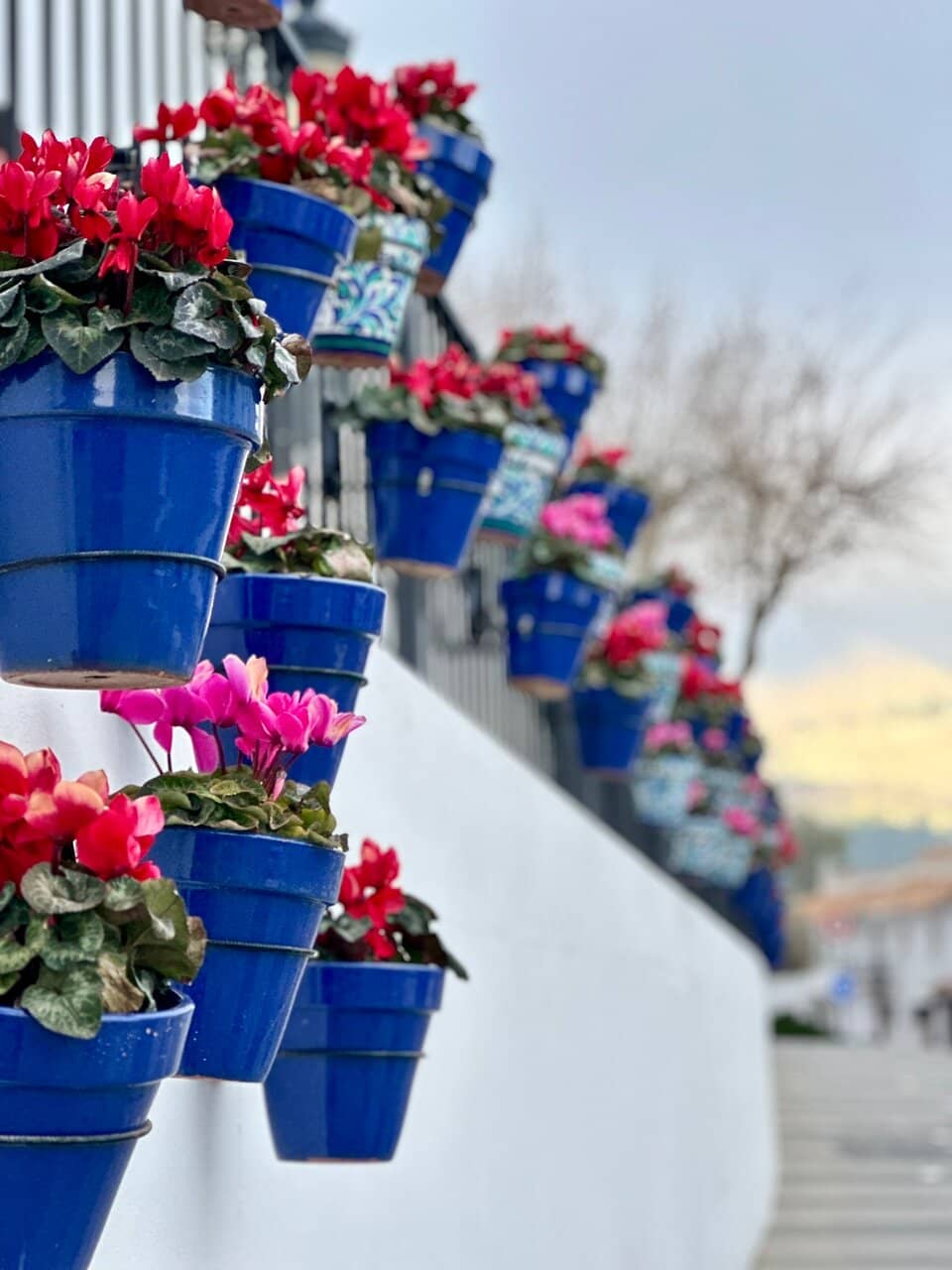 Shaded Garden Ambiance