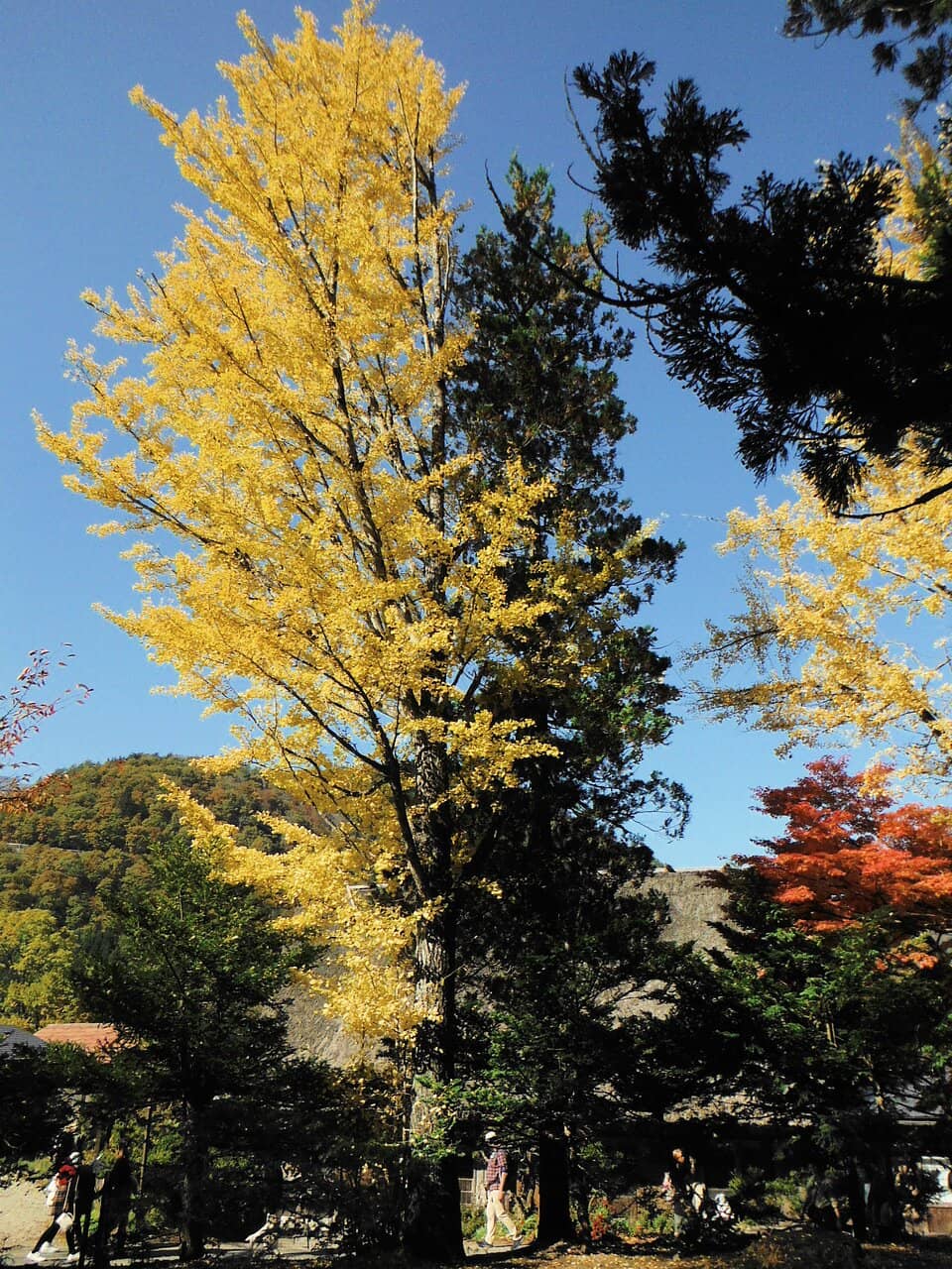 Anime Pilgrimage Spot