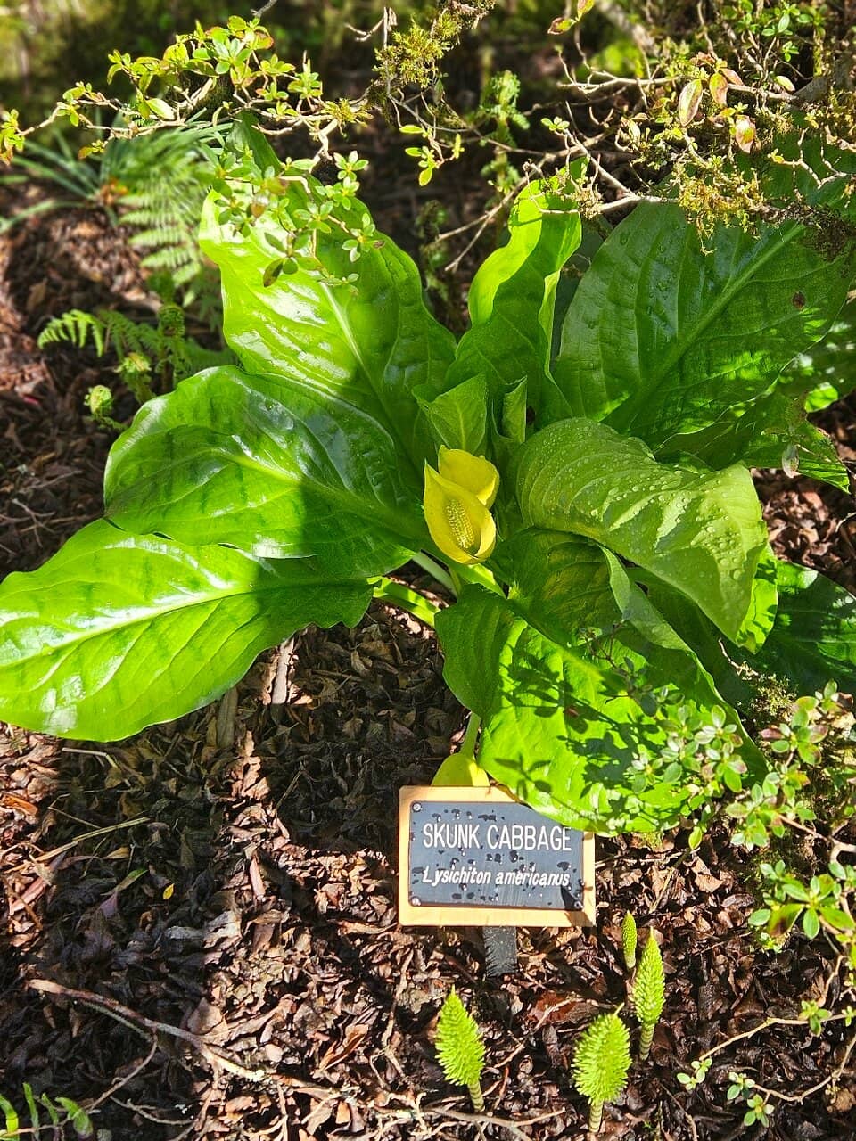 Peaceful Walking Paths