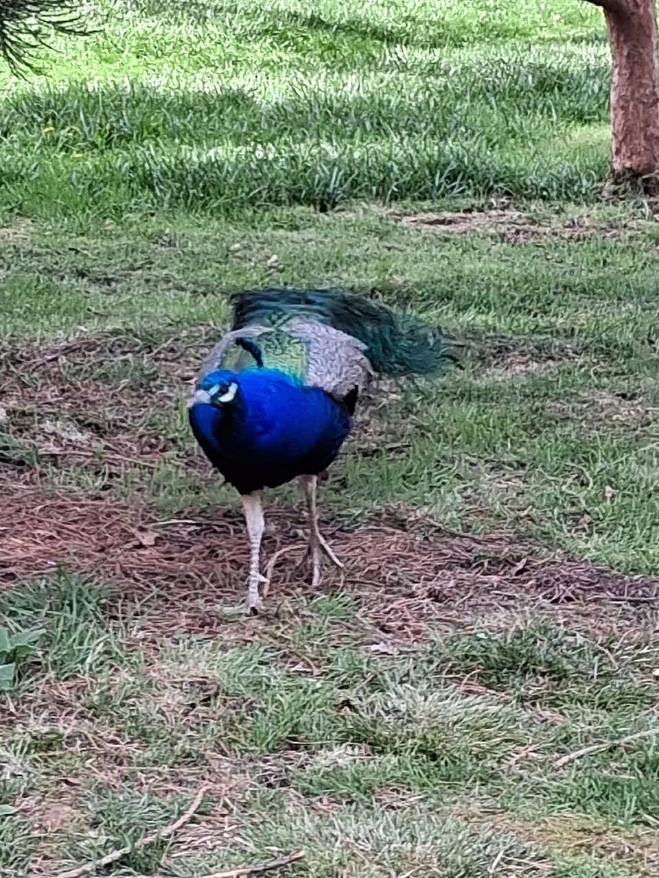 Blooming Bluebells & Rhododendrons