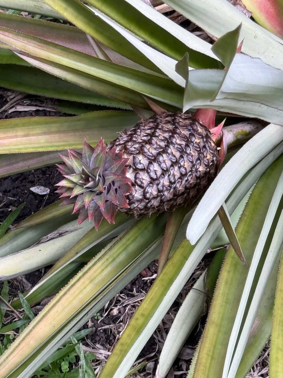 Lorna's Passionate Guidance