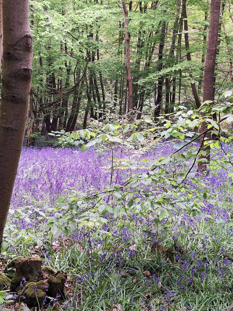 Wooded Walking Trails