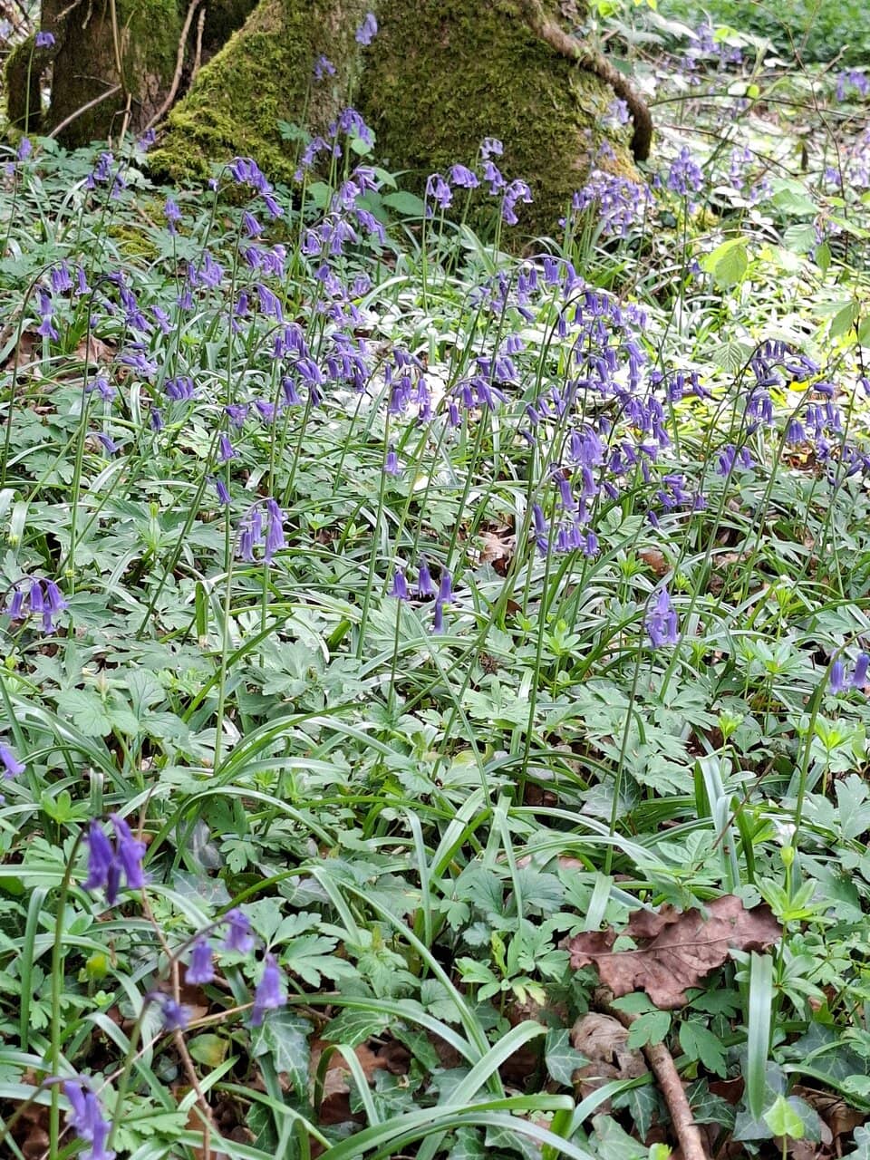 Iron Age & Bronze Age Forts