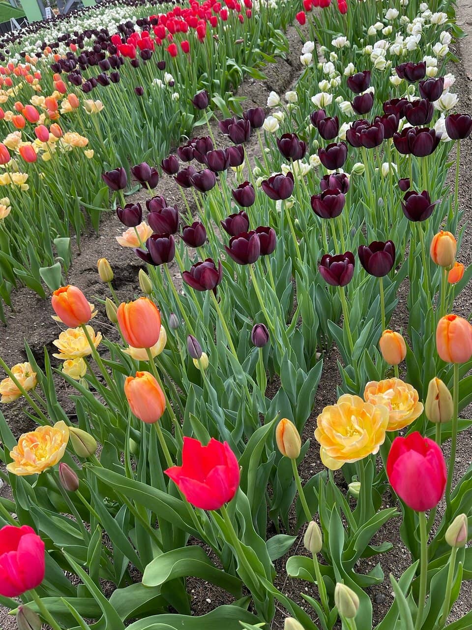 Seas of 3 Million Tulips