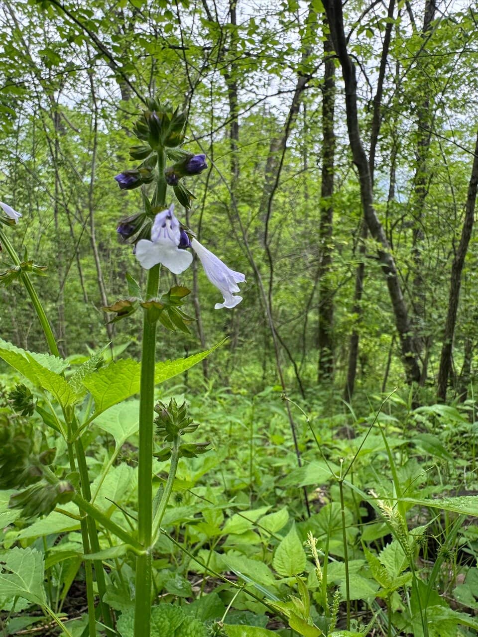 Scenic Nature Trails