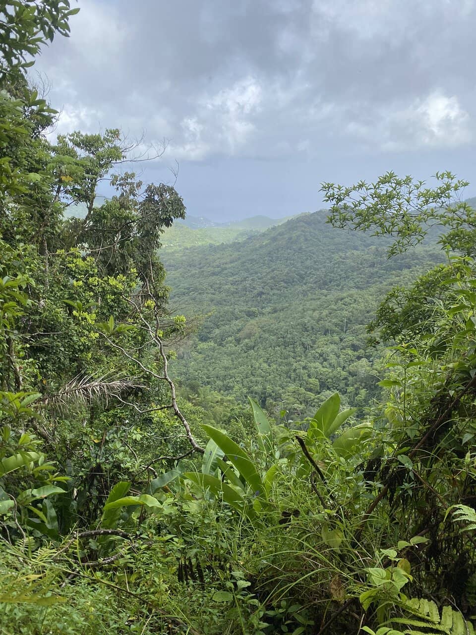 Monkeys at Grand Étang