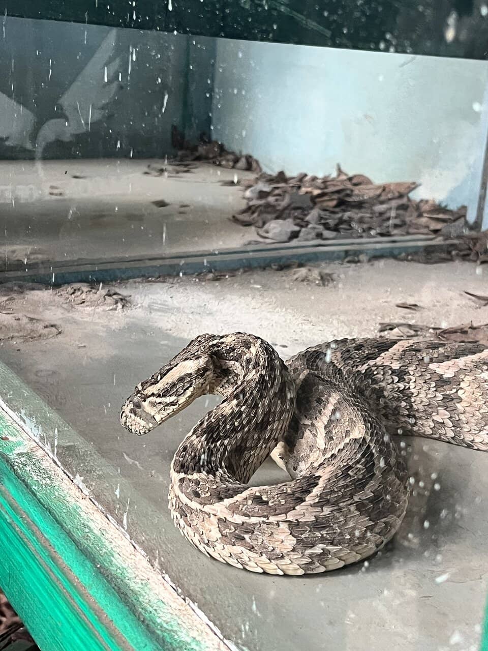 Birds of Prey Up Close