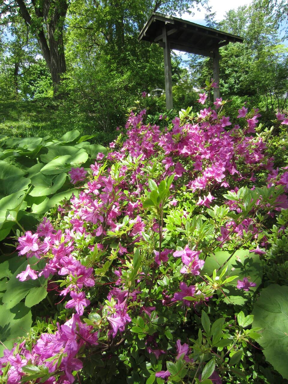 Buffalo History Museum Backdrop