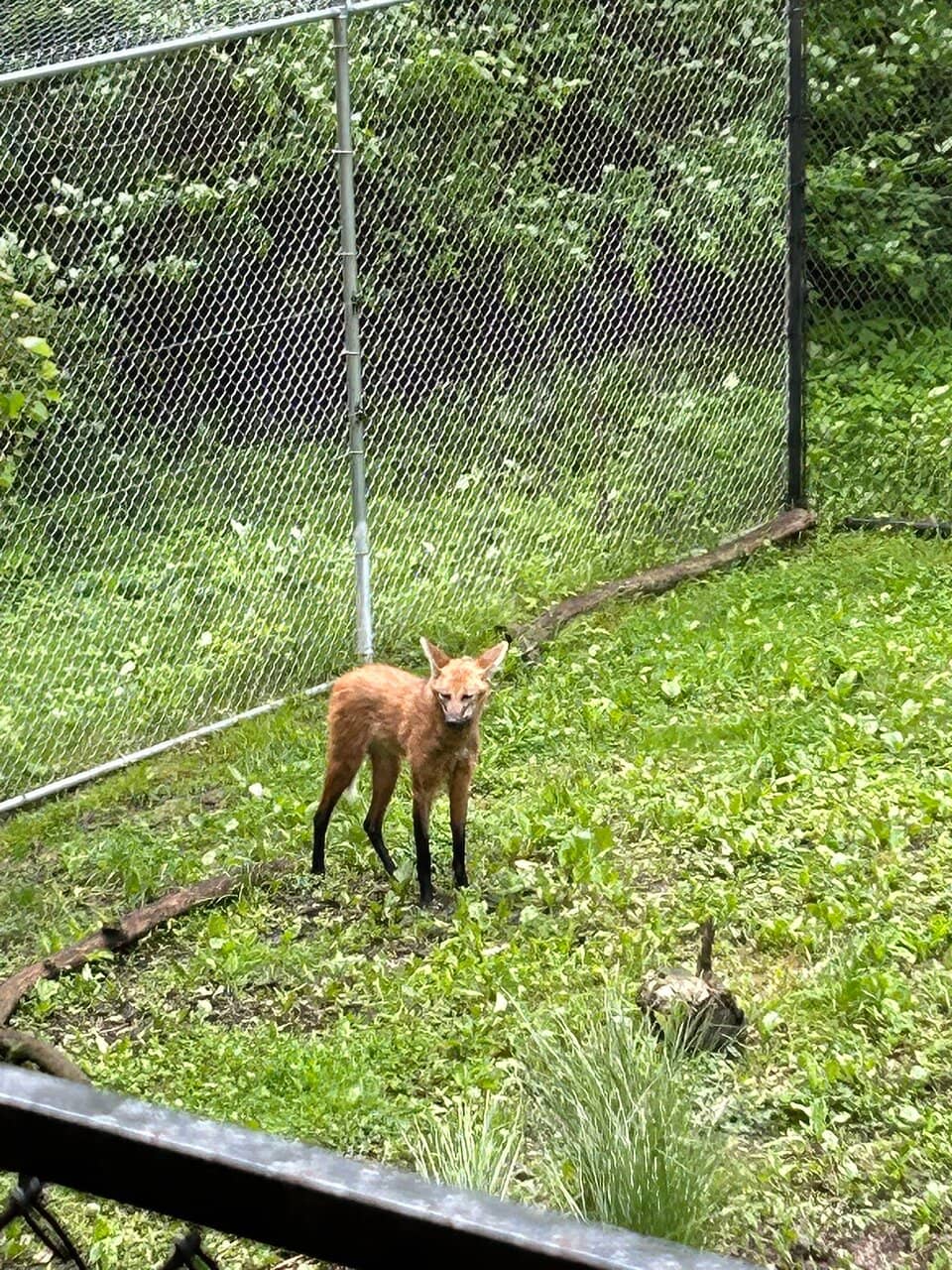 Trackless Train Ride