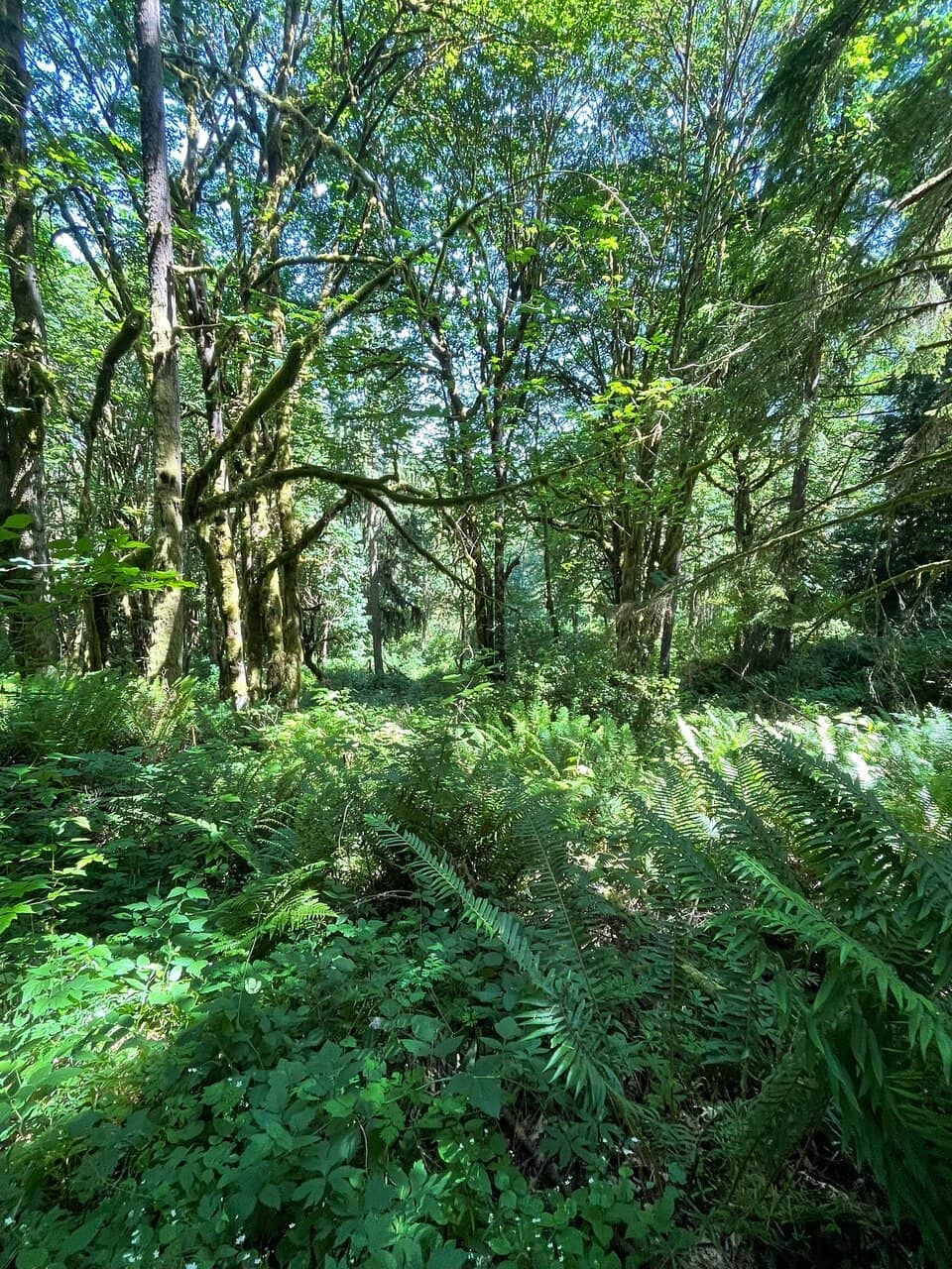 Wooded Trails
