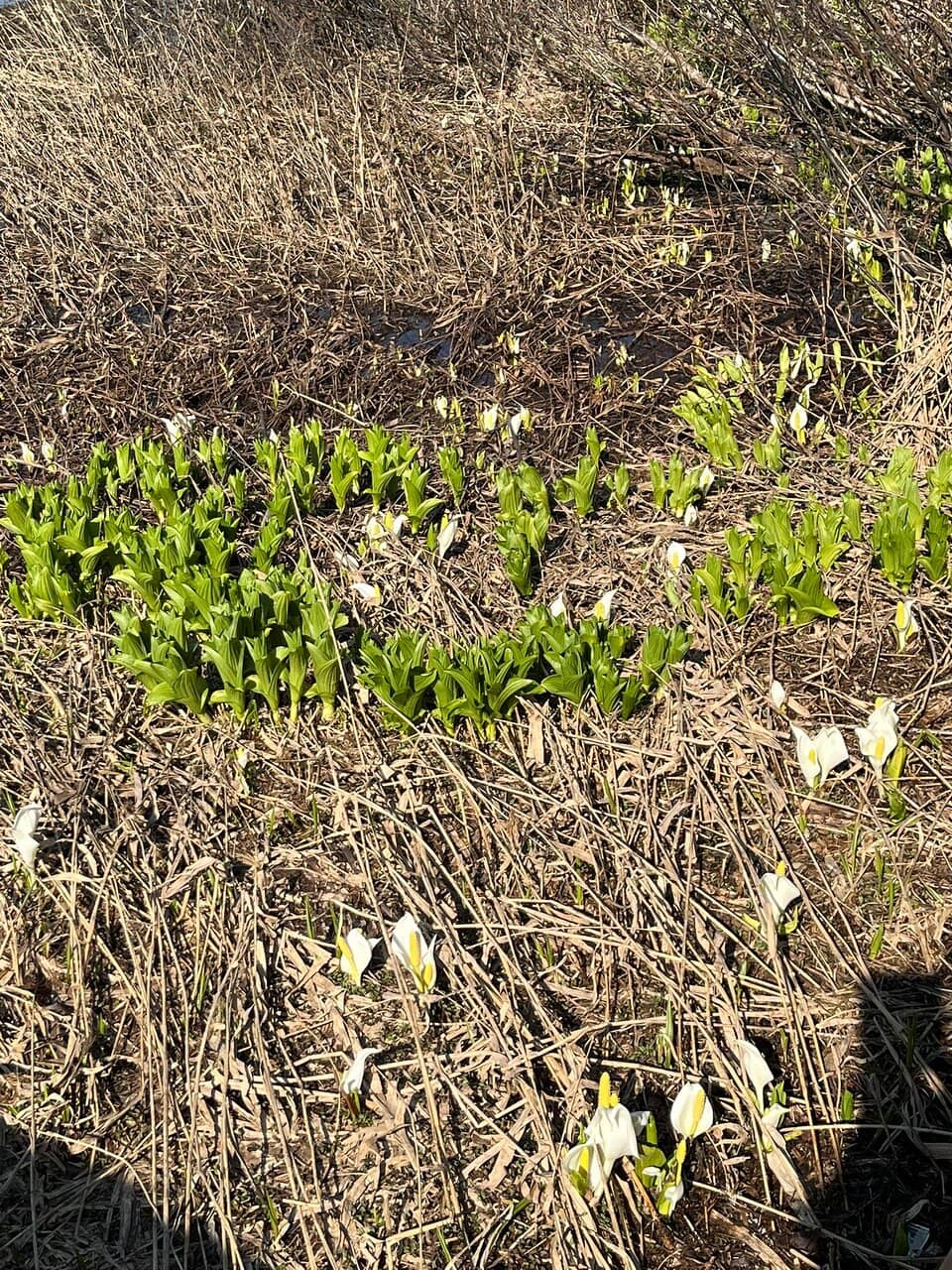 Scenic Walkway & Deck