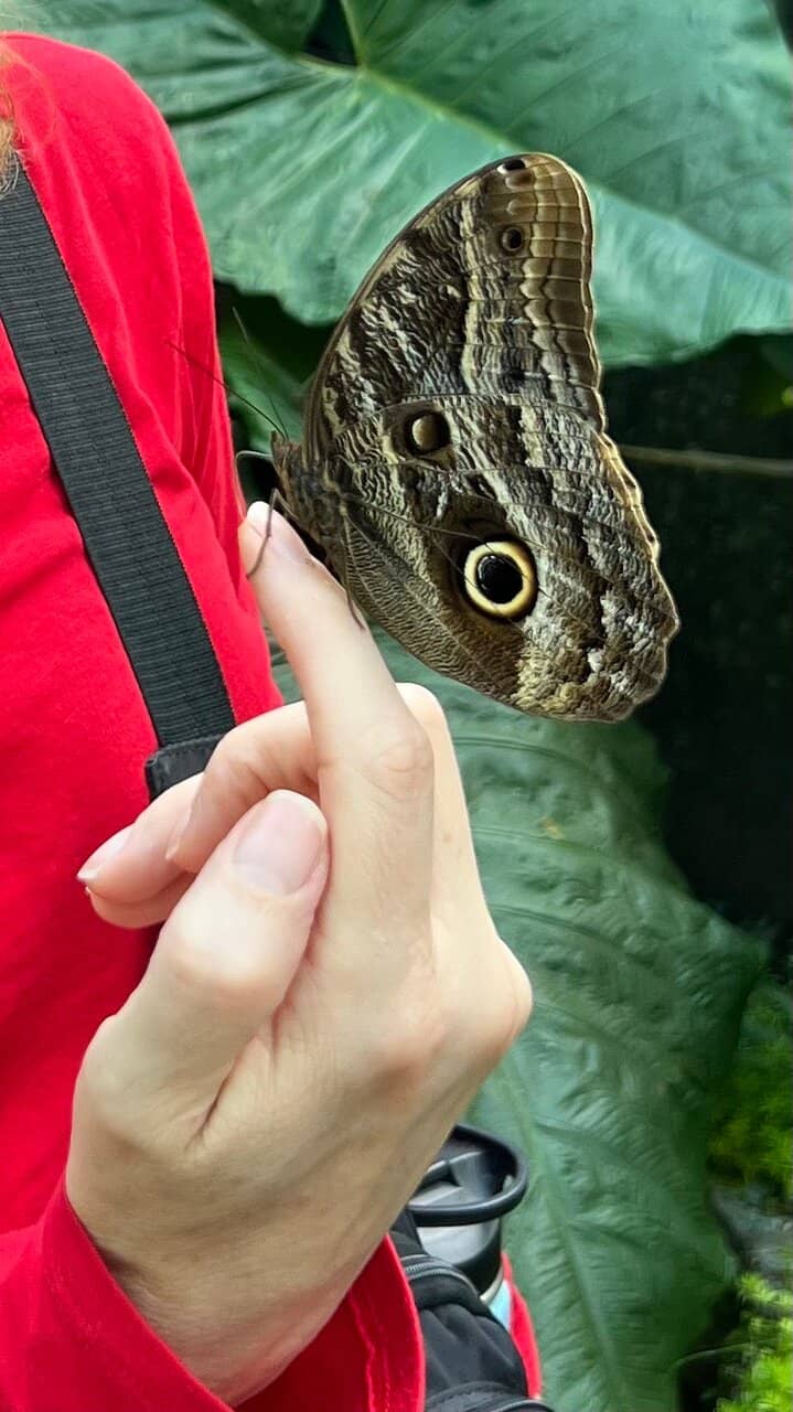 Birdwatching at the Cafe