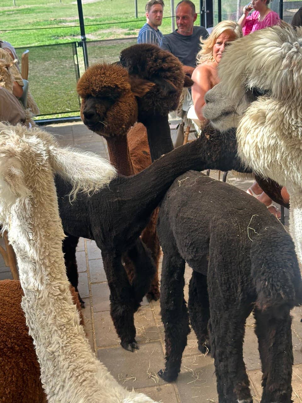 Alpaca Cookies & Sweet Treats