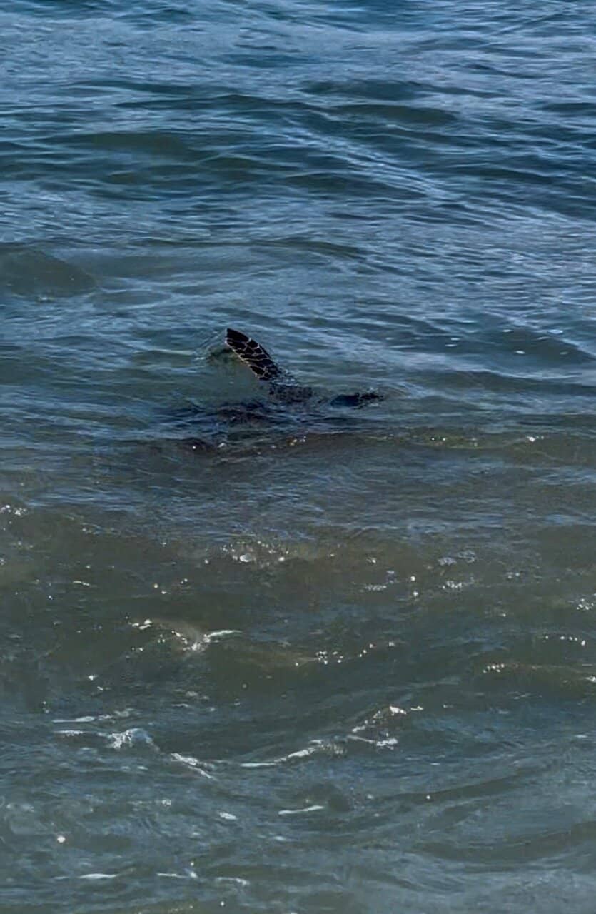 Marine Life Encounters