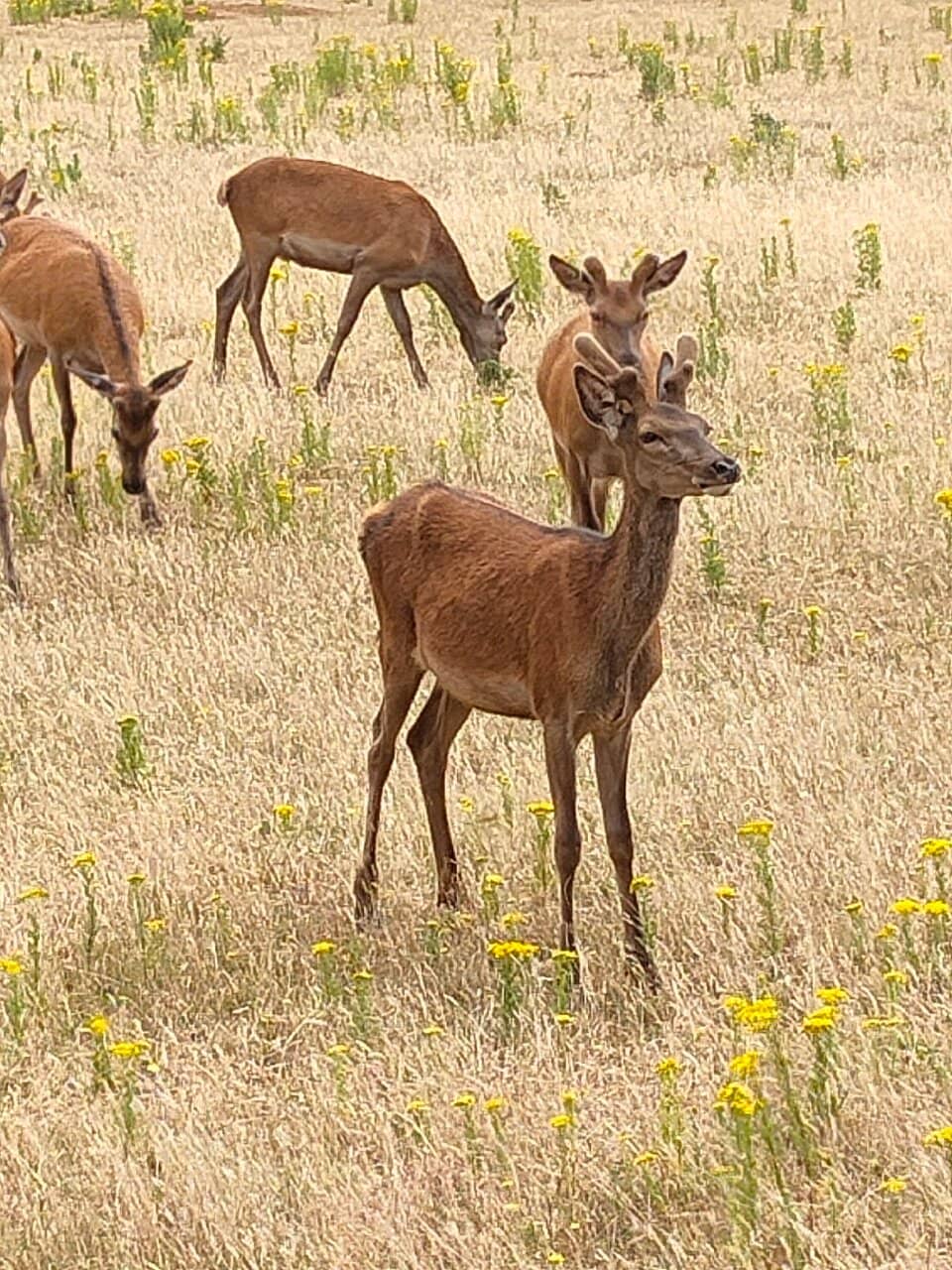 Deer Safari Adventure