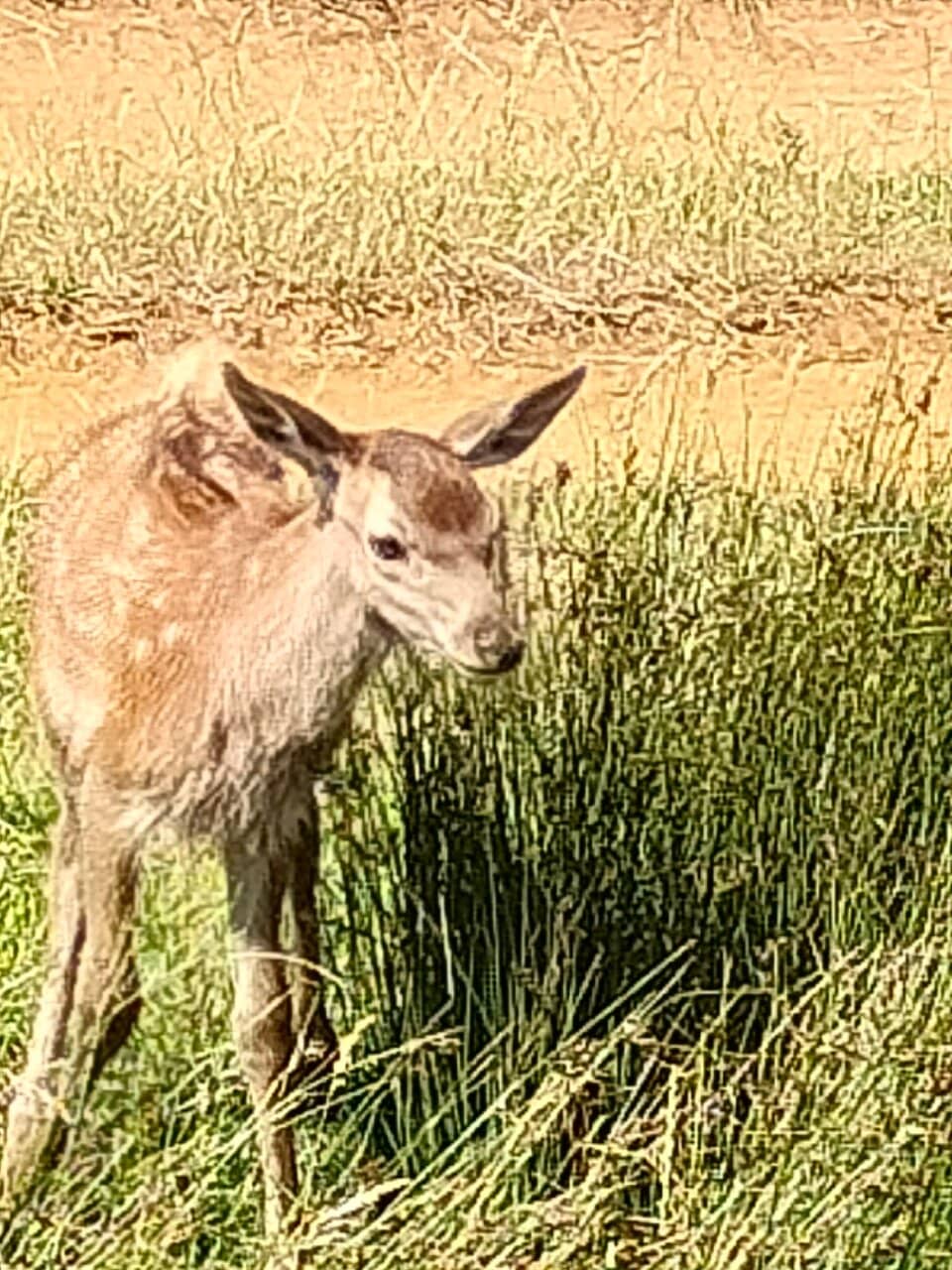 Interactive Farm Animal Encounters
