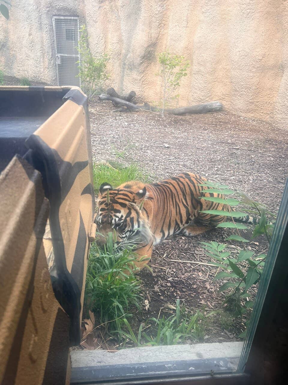 Zoo Train Ride