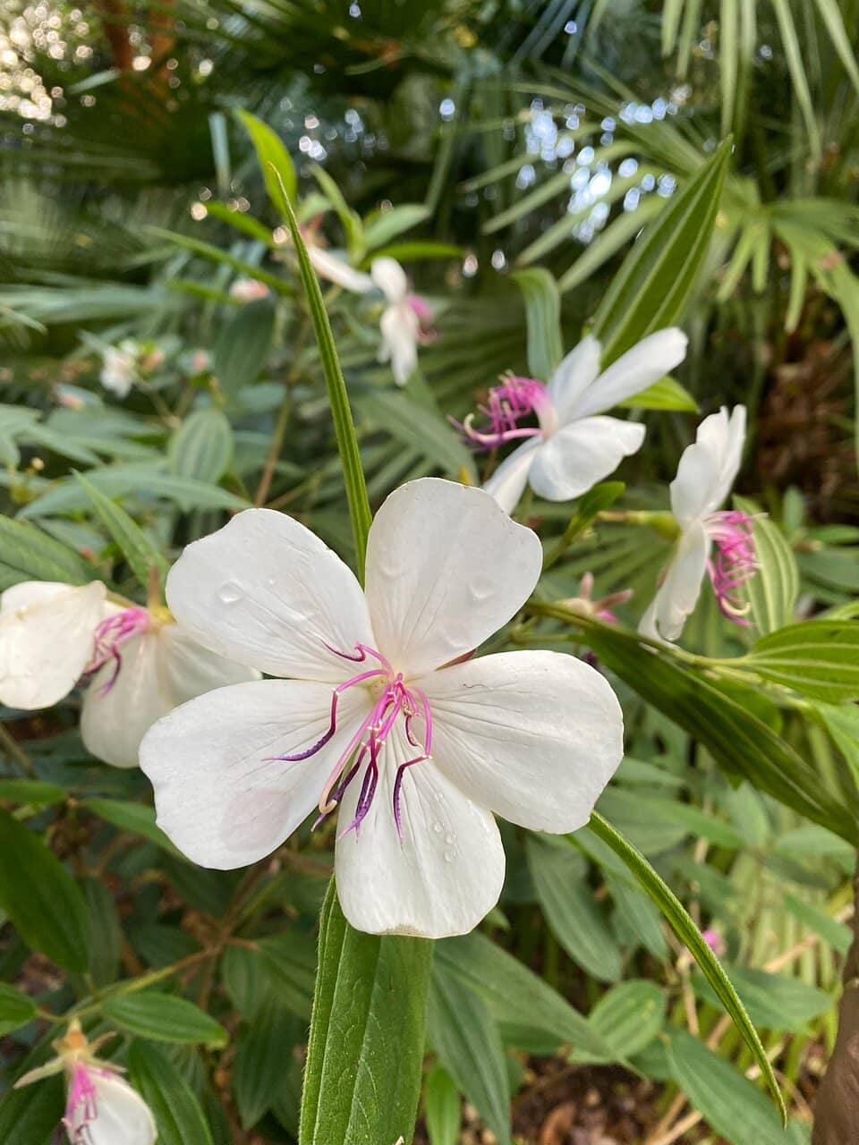 Exotic Plant Collection