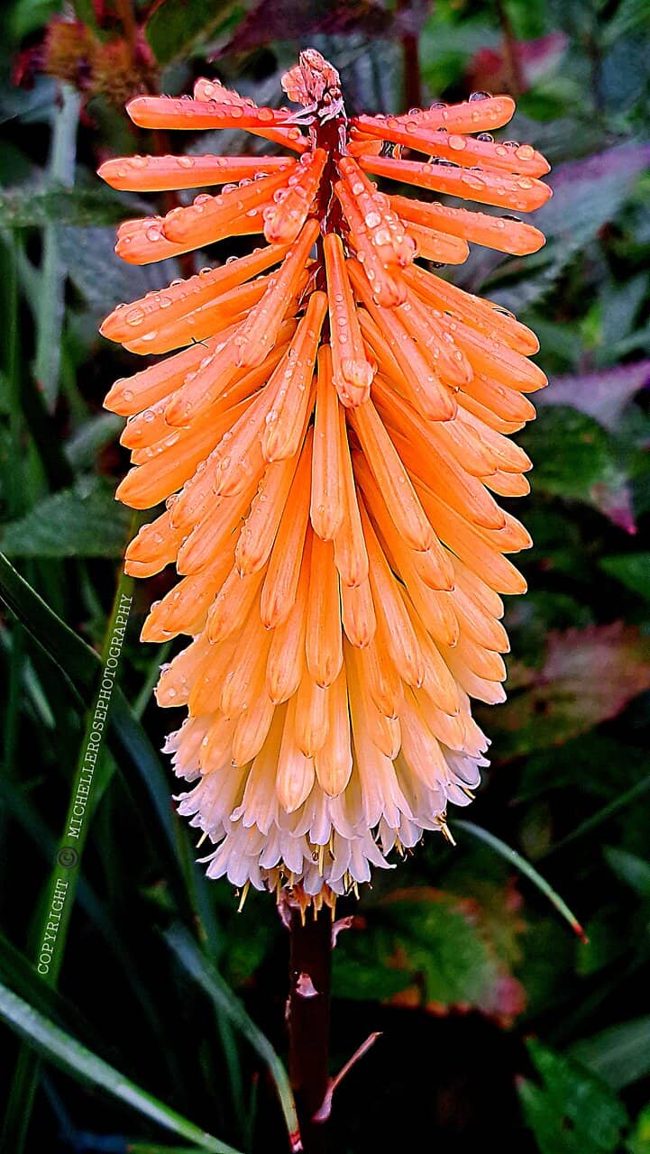 The Enchanting Gardens