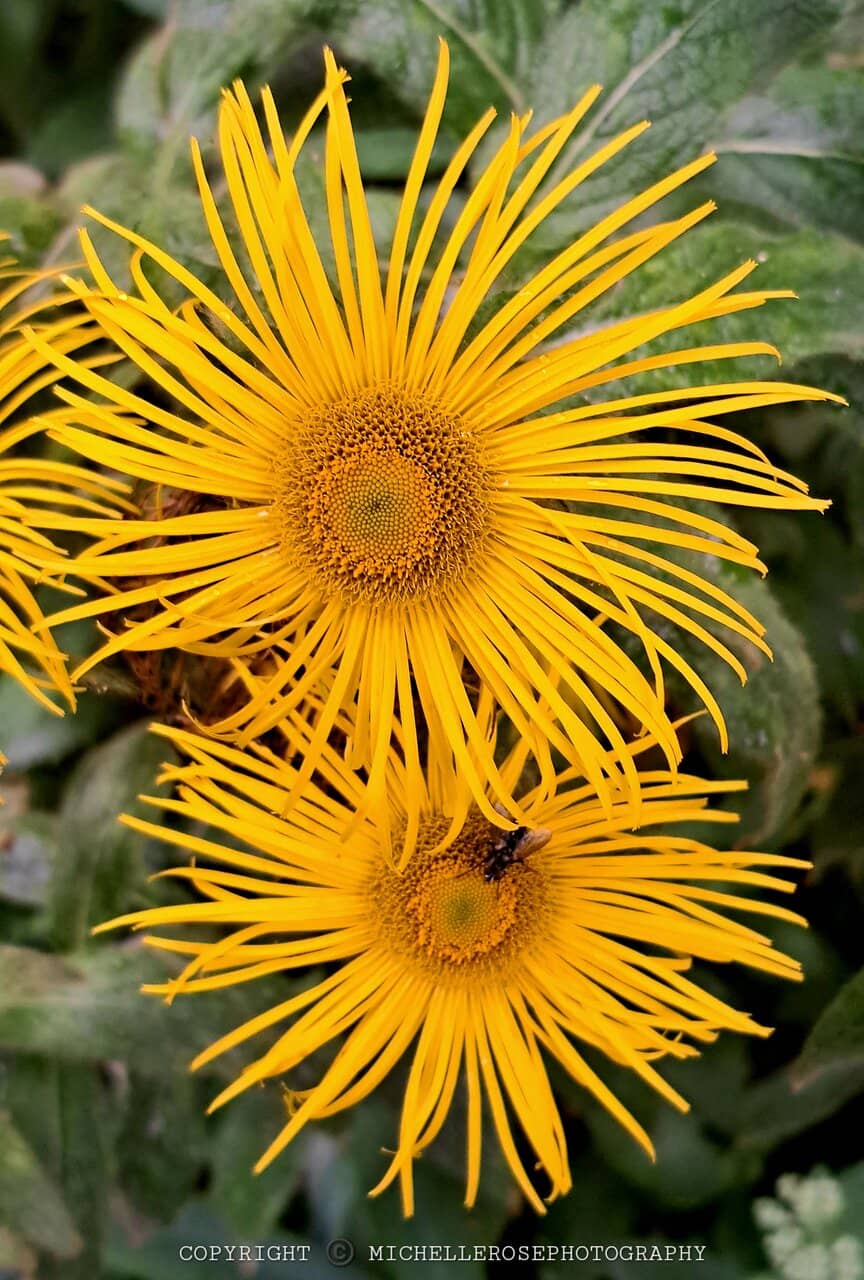 England's First Garden Gnome