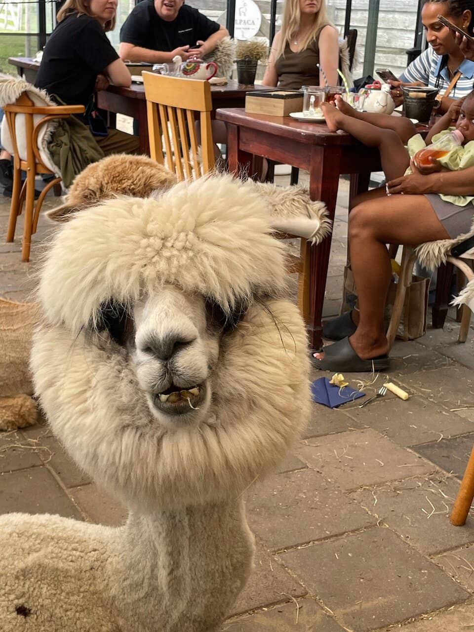 Alpaca Feeding & Cuddles