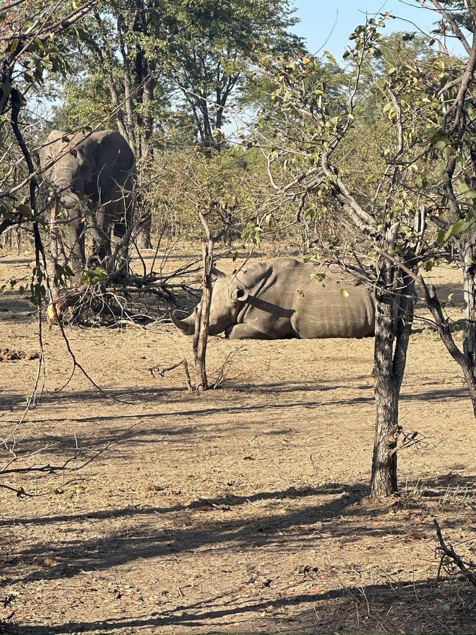 White Rhino Encounters