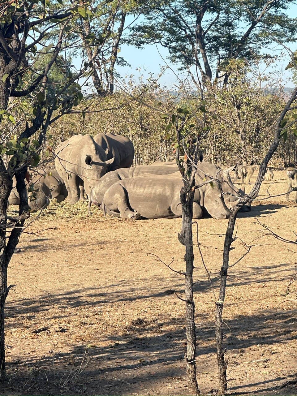Zambezi River Wildlife
