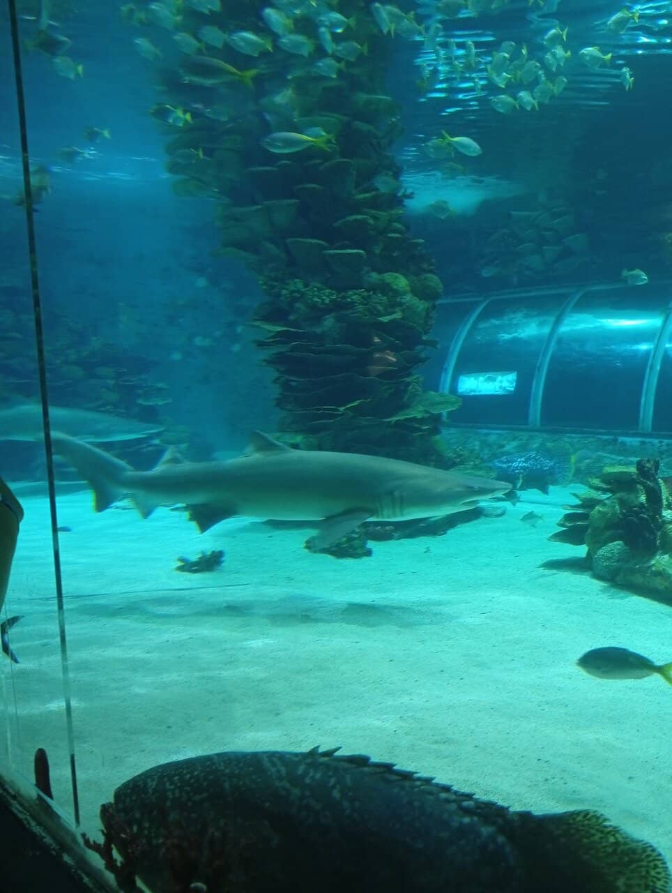 Electric Eel Spectacle