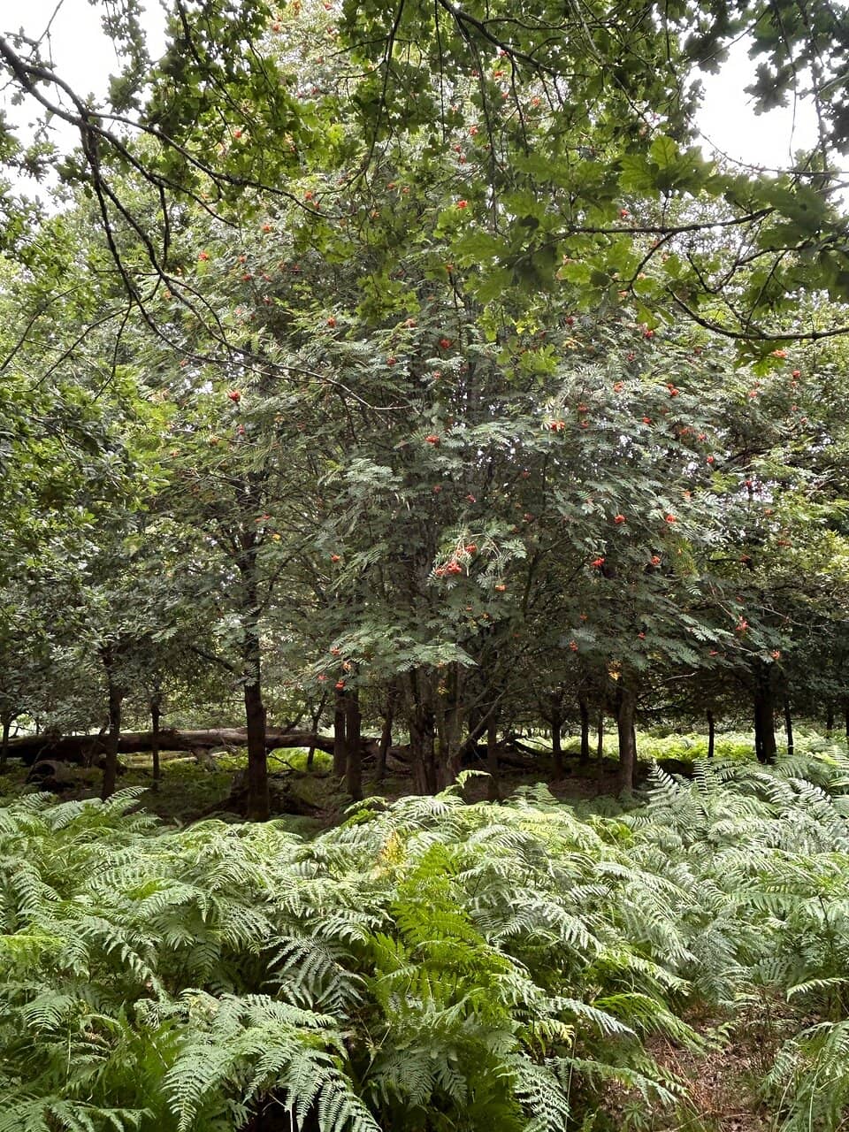 Wander Through Ancient Woodlands