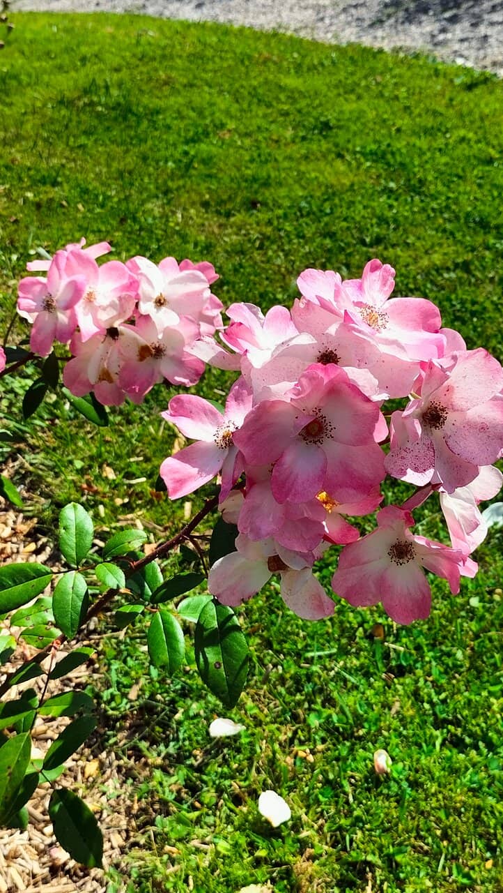 Art Collection & Museum