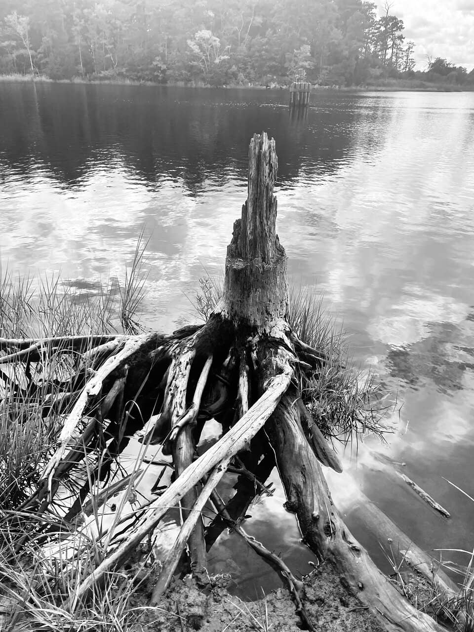 Vertical photo