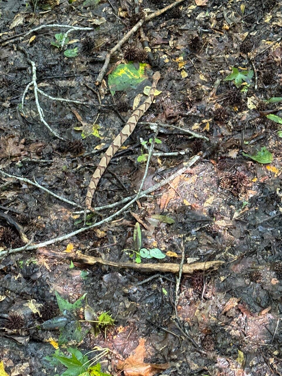 Mountain Biking Trails